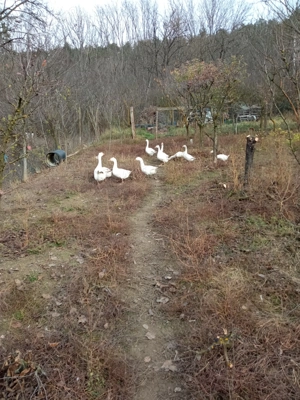 Vând gâște  - imagine 4