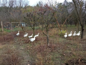 Vând gâște  - imagine 2
