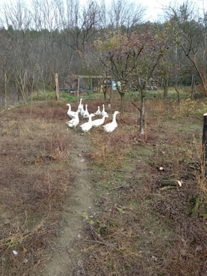 Vând gâște  - imagine 3