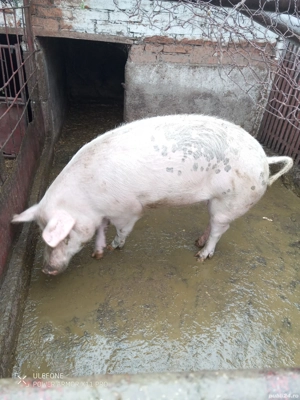 mai multe detalii telefonic