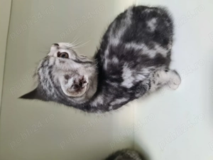 Pisicute British Shorthair - imagine 2