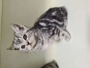 Pisicute British Shorthair - imagine 5