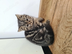 Pisicute British Shorthair - imagine 4