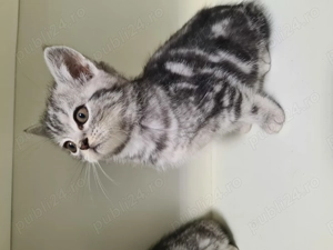 Pisicute British Shorthair - imagine 3