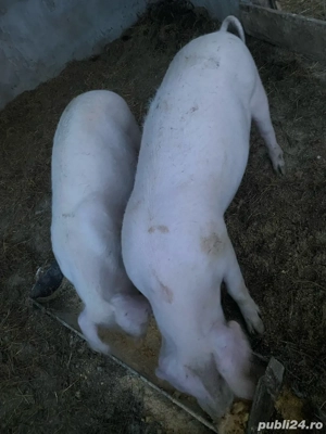 Șuldani de Vanzare  - imagine 2