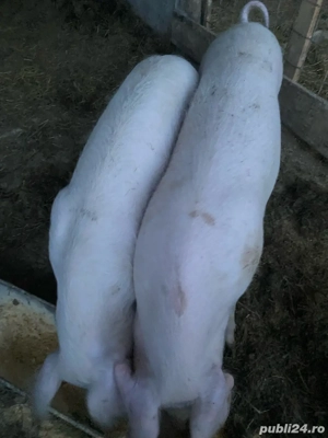 Șuldani de Vanzare  - imagine 4