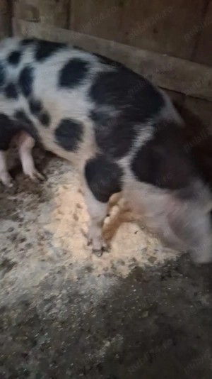 Porci pentru sacrificare - imagine 3