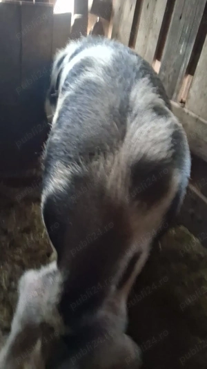 Porci pentru sacrificare