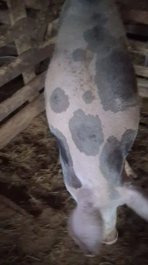 Porci pentru sacrificare - imagine 2