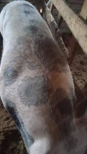 Porci pentru sacrificare - imagine 4