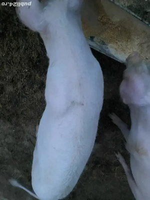 Șuldani de Vanzare  - imagine 3