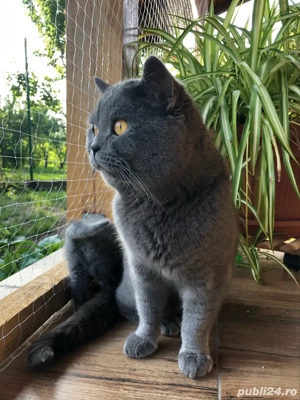 vand motan brithish - imagine 3