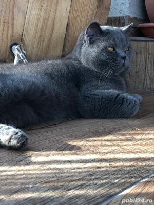 vand motan brithish - imagine 2