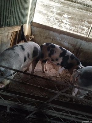 Porci de vanzare 