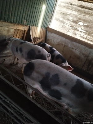Porci de vanzare  - imagine 2