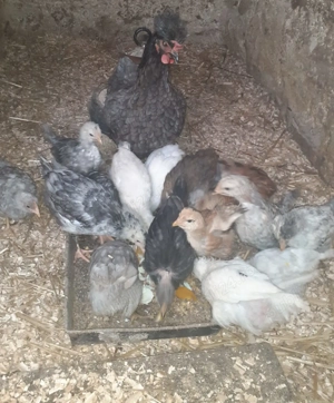 Vând cocosi și găină  - imagine 3