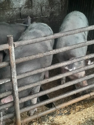 porci dela 110 kg in sus pana la 180 kg 