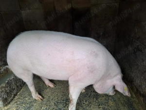 Porci de vanzare 