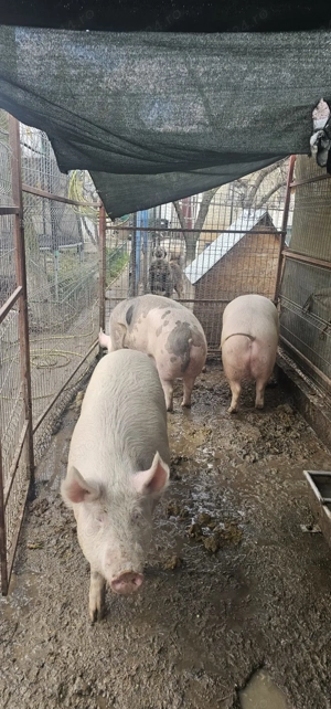 Vânt 3 porci crescuti natural se vantvtoti trei la 10000 lei au între 180-250 kg