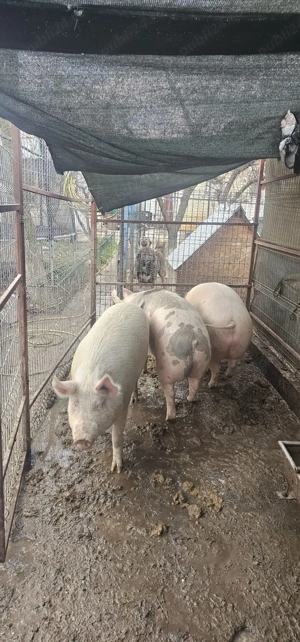 Vânt 3 porci crescuti natural se vantvtoti trei la 10000 lei au între 180-250 kg - imagine 3