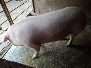 Porci de vanzare  - imagine 2