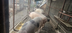 Vânt 3 porci crescuti natural se vantvtoti trei la 10000 lei au între 180-250 kg - imagine 2