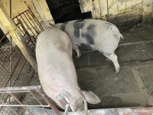 De vânzare porc de carne  - imagine 2