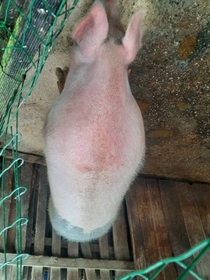 Porci de vanzare - imagine 2