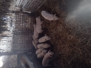 Vând purcei înțărcați  - imagine 2