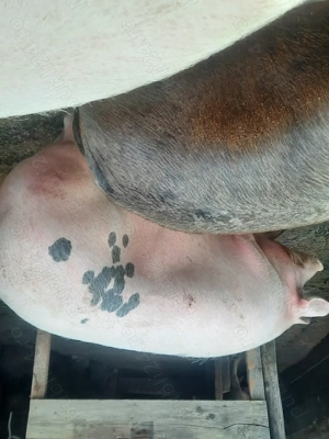 Porci de vanzare - imagine 3