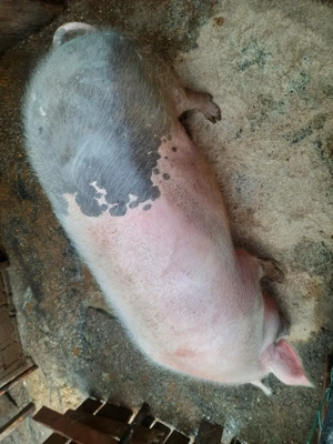 Porci de vanzare - imagine 5