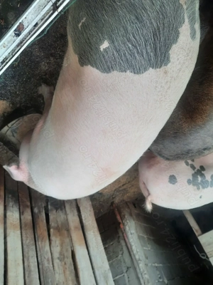 Porci de vanzare - imagine 4