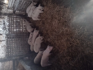 Vând purcei înțărcați 