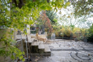 VILA TA LA LAC! Proprietate exclusivistă Snagov cu ponton   1.800 mp teren - imagine 15