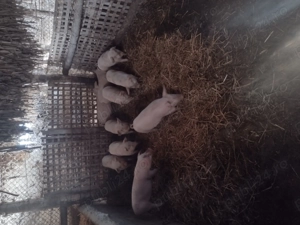 Vând purcei înțărcați  - imagine 4