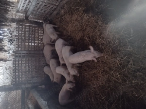 Vând purcei înțărcați  - imagine 3