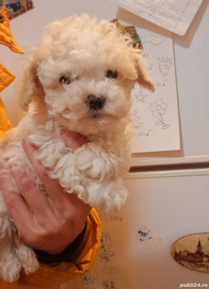 Fetita Maltipoo rasa pura