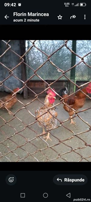 vind cocosi - imagine 2