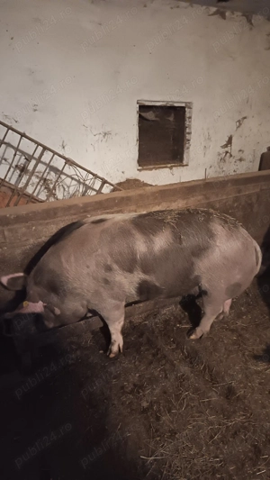 Purcea de carne  - imagine 5