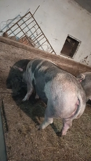 Purcea de carne  - imagine 2