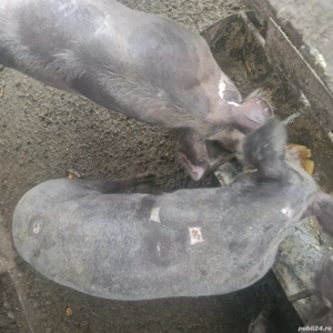 vand scroafe petrean  - imagine 2