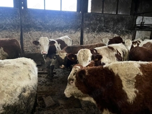 Vând viței 20 lei kg - imagine 2