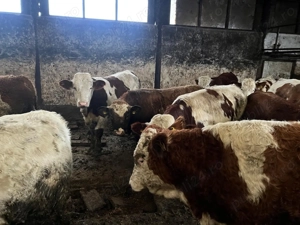 Vând viței 20 lei kg - imagine 3