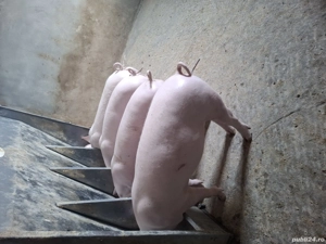 purcei de vânzare  - imagine 2