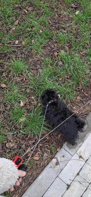 De vanzare bichon bolognese negru - imagine 2