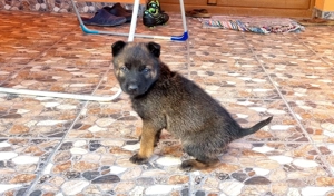 Ciobanesc belgian Malinois - imagine 2