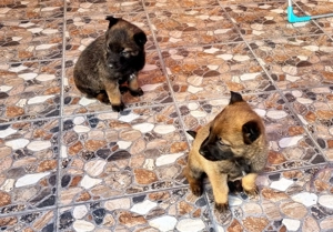 Ciobanesc belgian Malinois