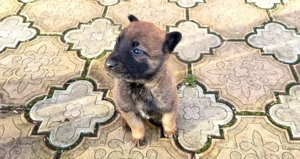 Ciobanesc belgian Malinois - imagine 3