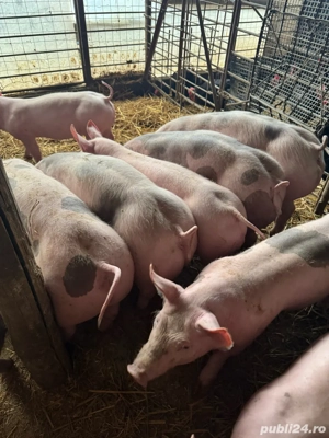 vand vierusi si scrofite pietrain 