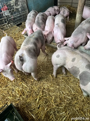 vand vierusi si scrofite pietrain  - imagine 2